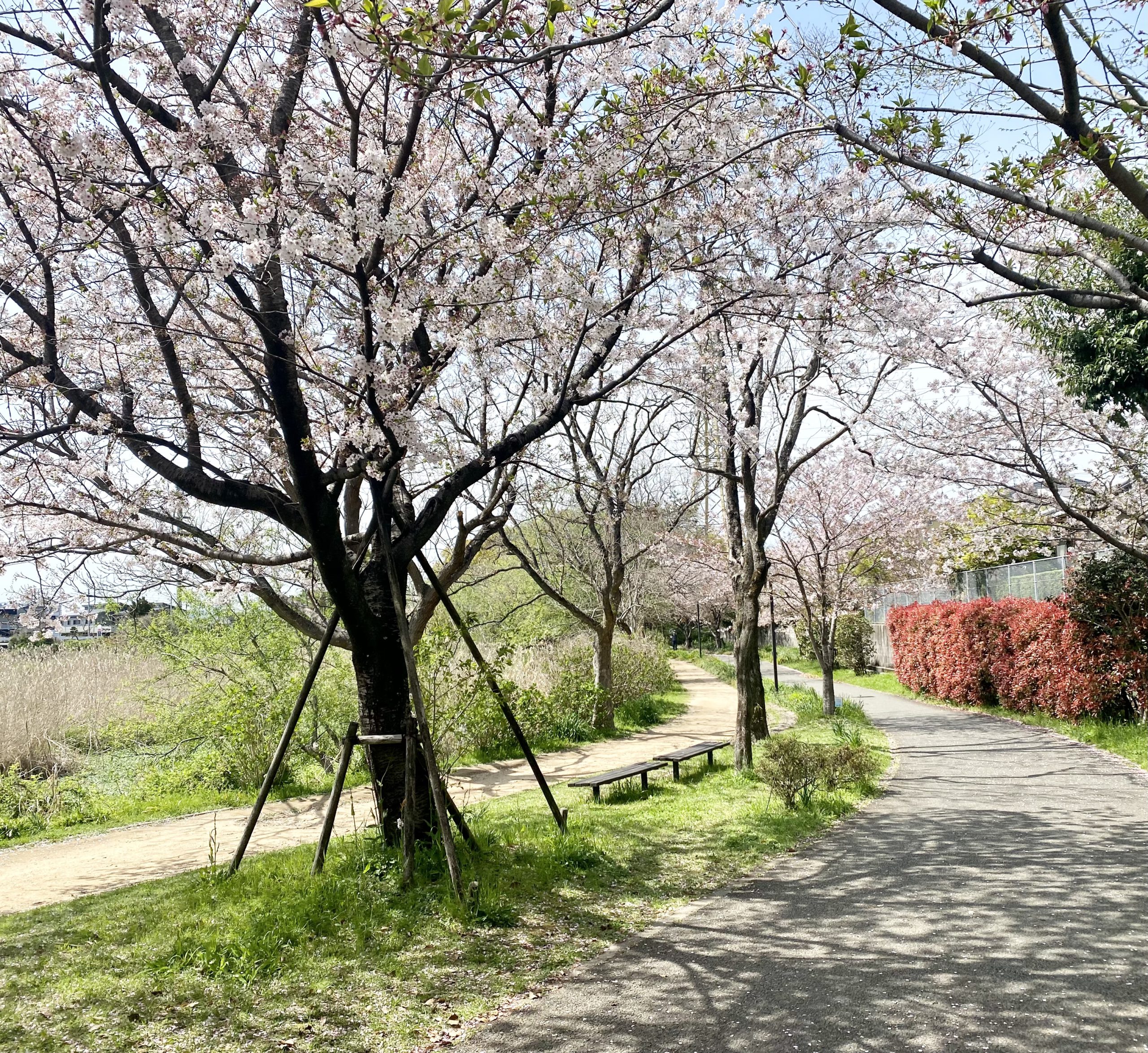 お散歩は良い出会いがいっぱい🌸