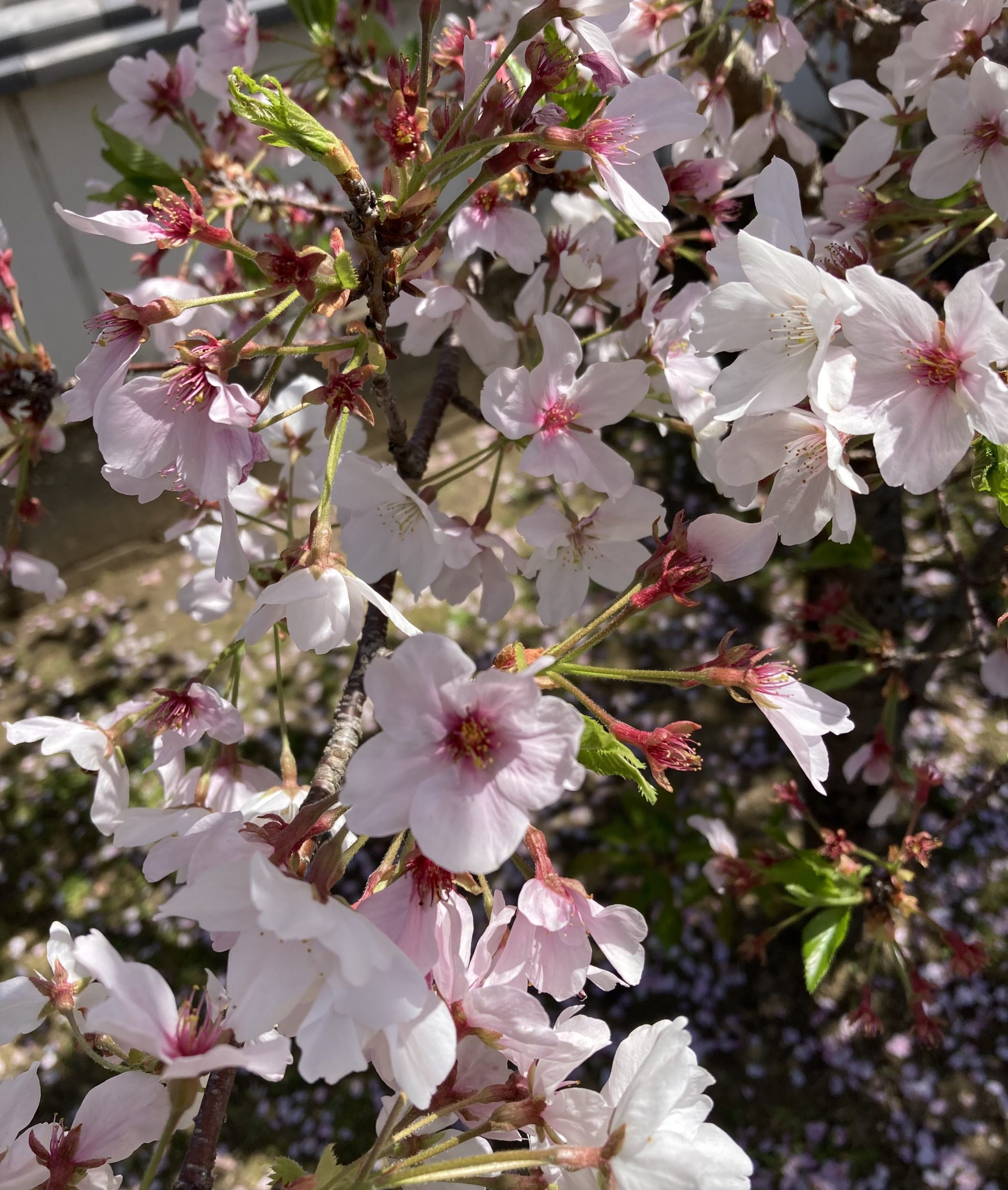 春の休日🌸