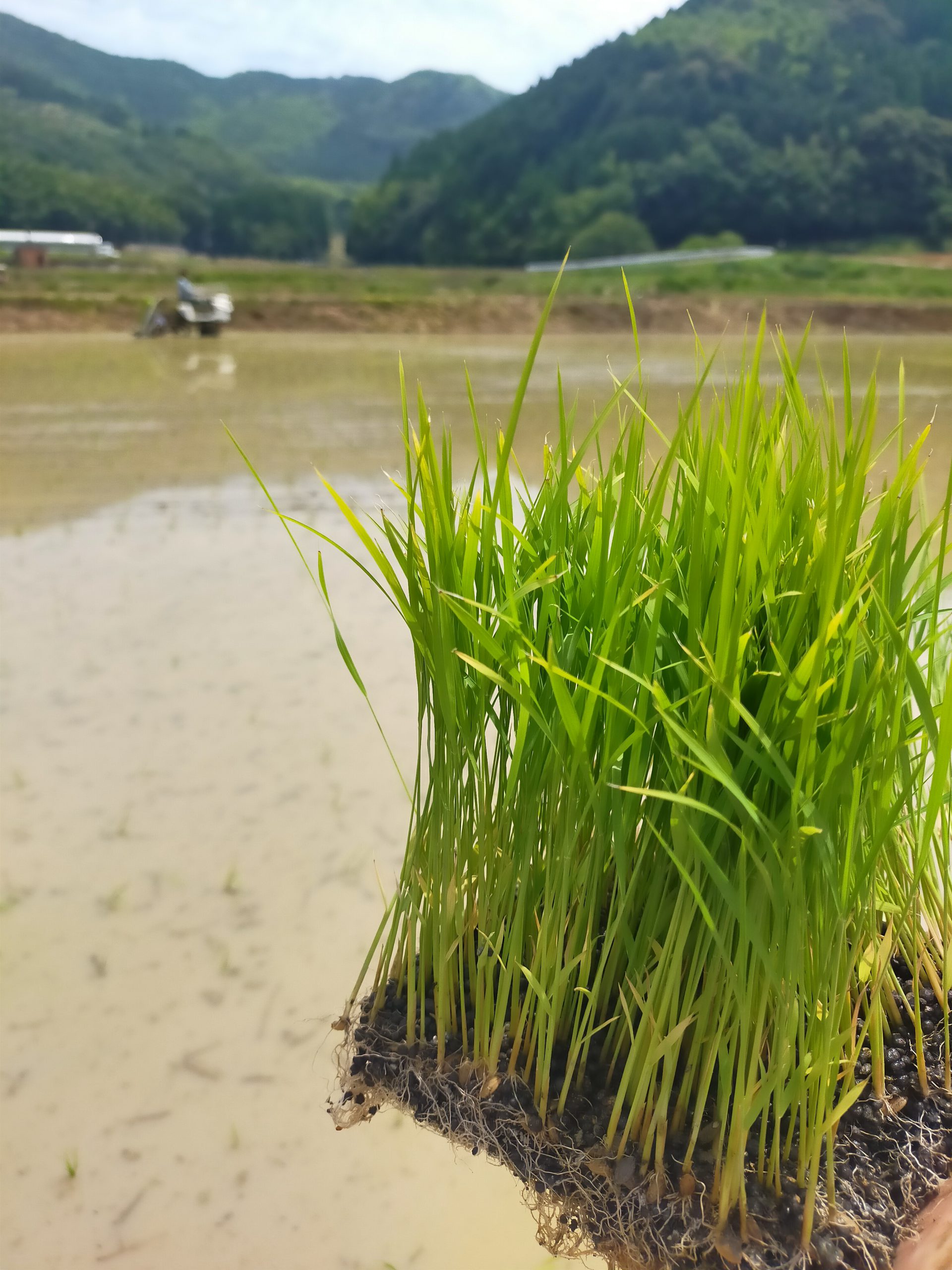 田舎は良いですね〜😊