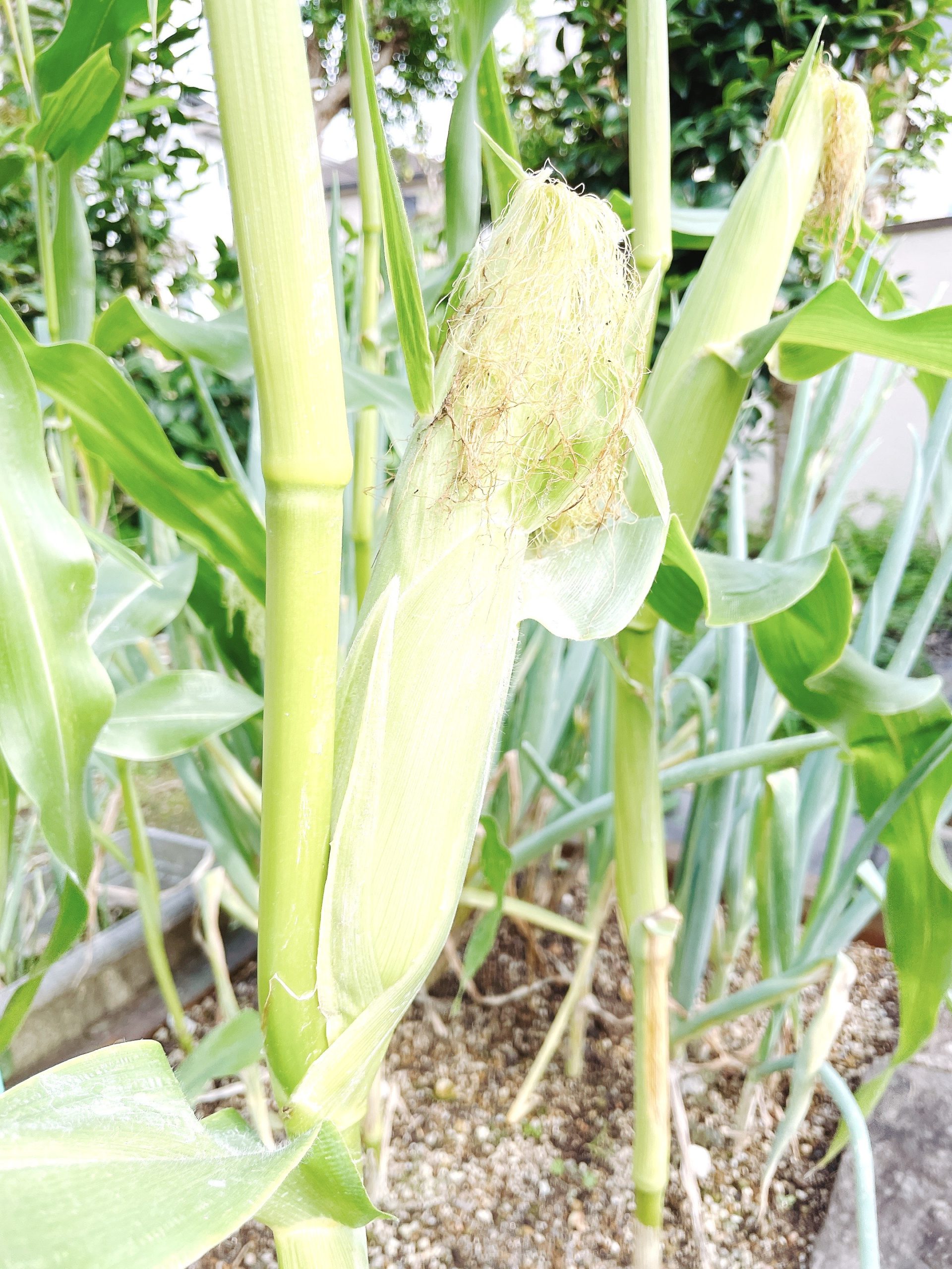 夏の楽しみ🌽