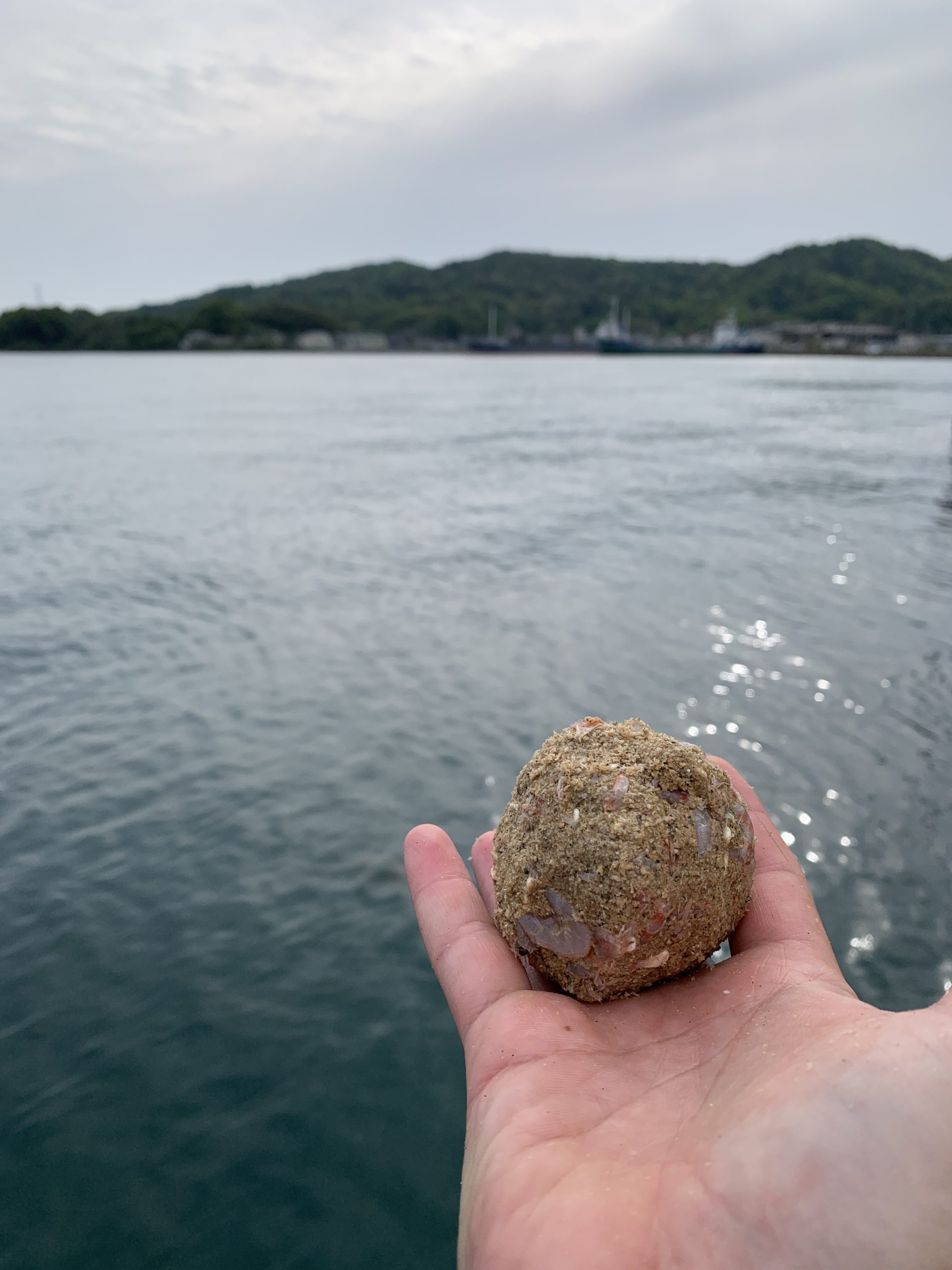 久しぶりに堤防から🐟
