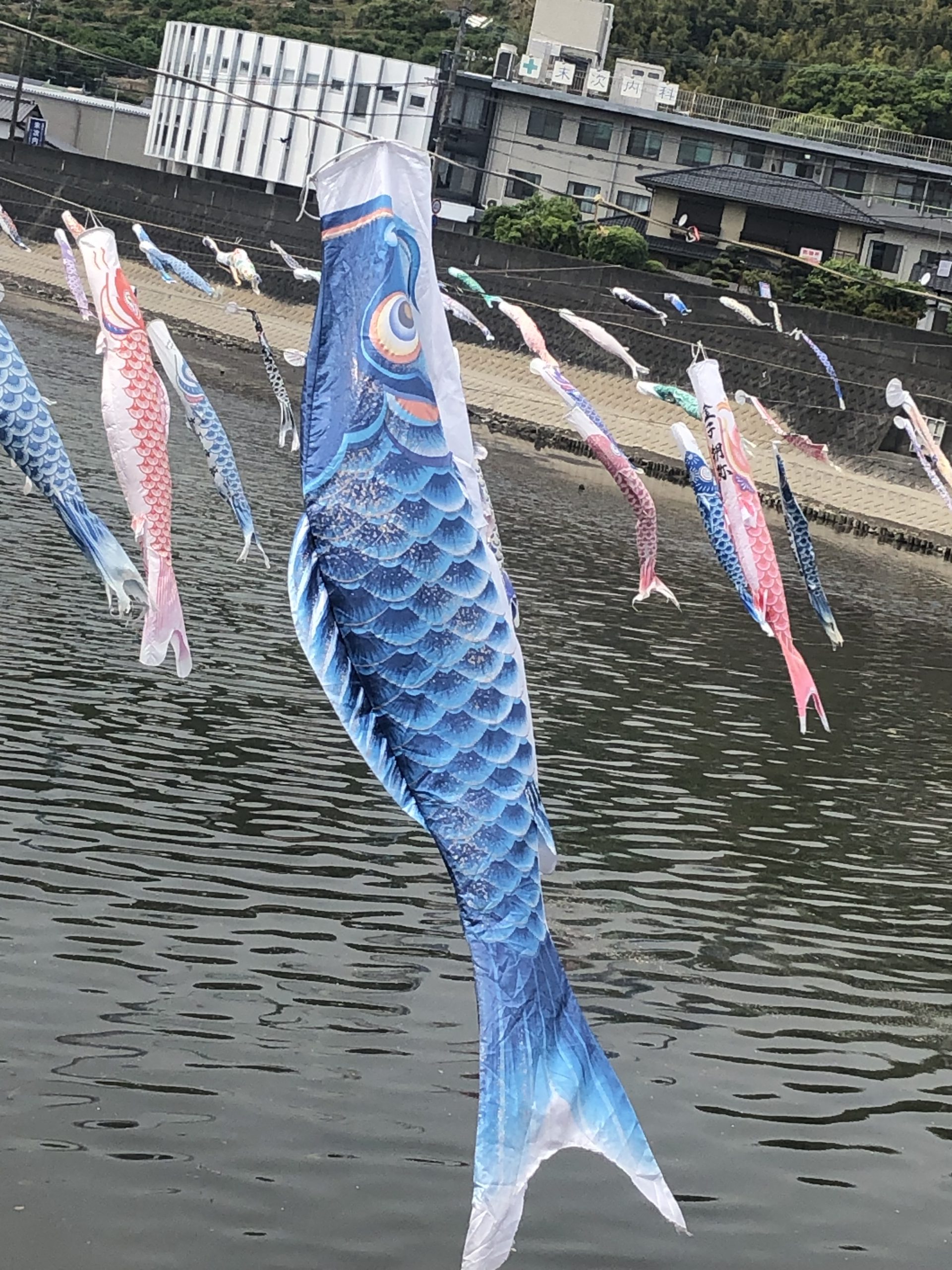 🎏鯉のぼり散策🎏