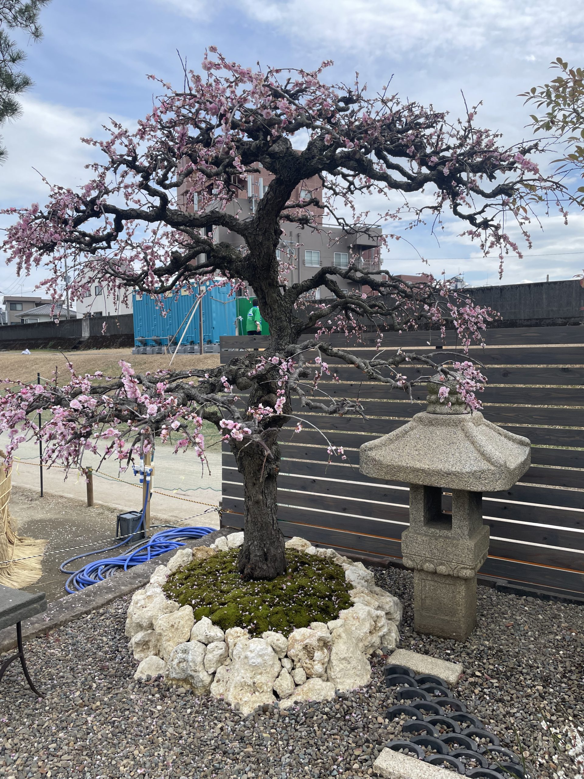 少しづつ春が近づいていますね!(^^)!