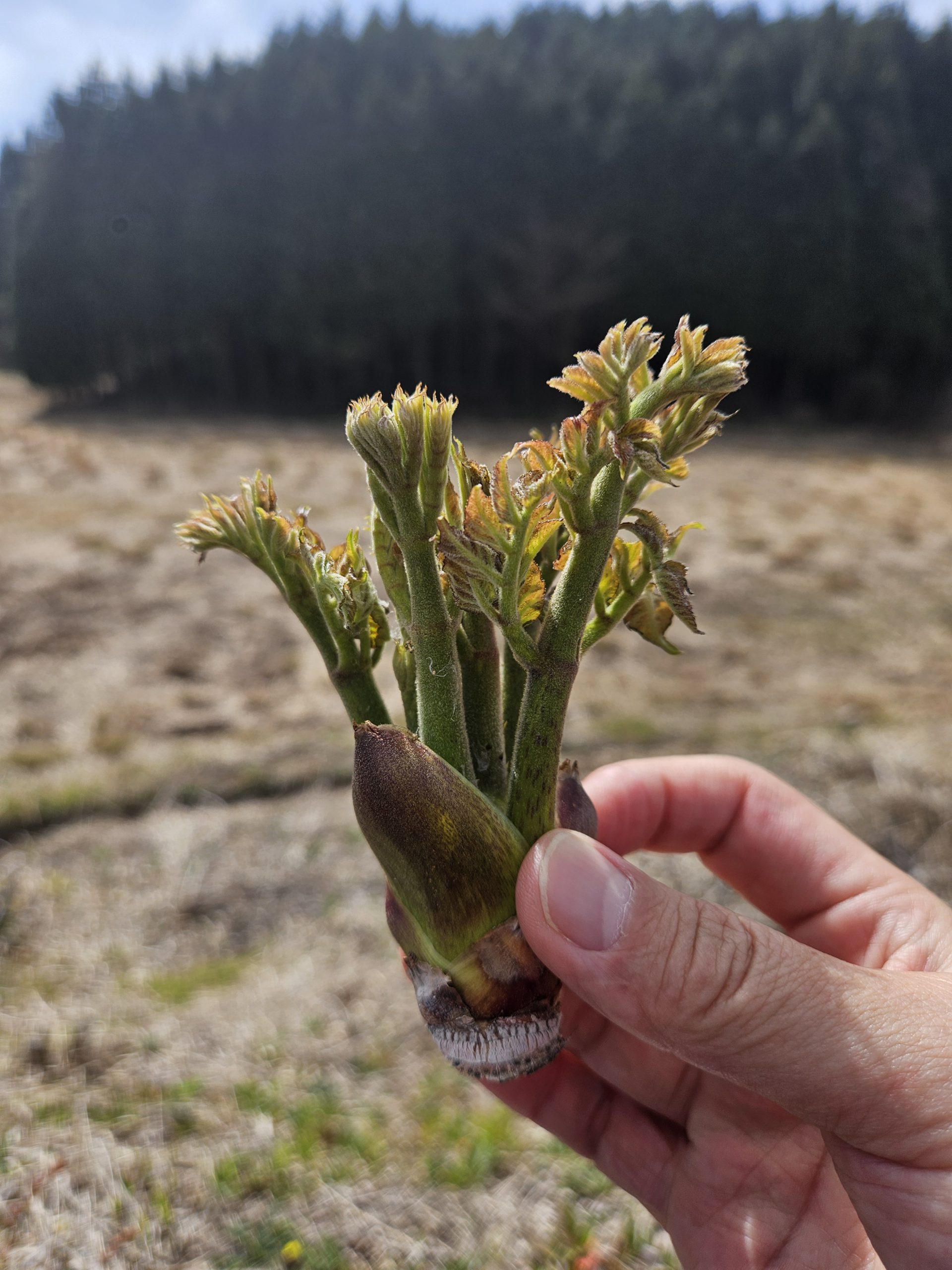 山菜採りが楽しい歳になりました⛰️🥦