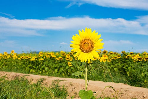 ７月最後の日になりました！