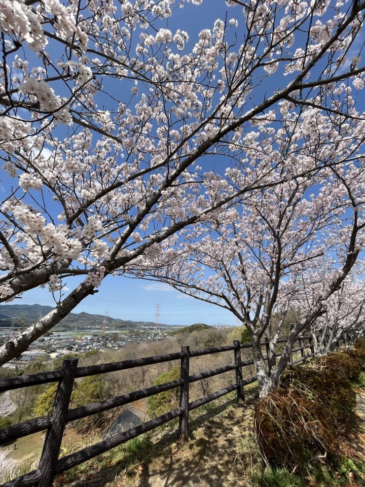 🌸桜🌸