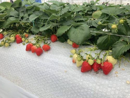 いちご狩り🍓