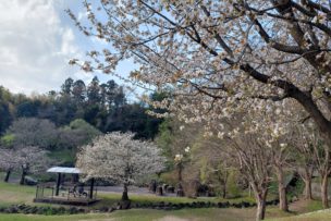 桜の季節ですね　🌸