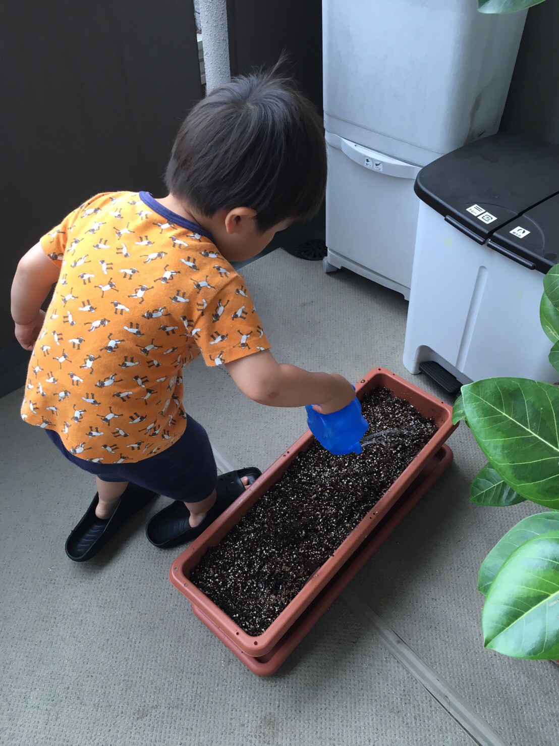 我が家の家庭菜園