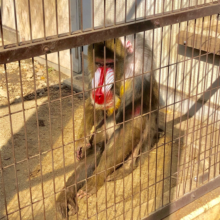 またまた動物園🦔