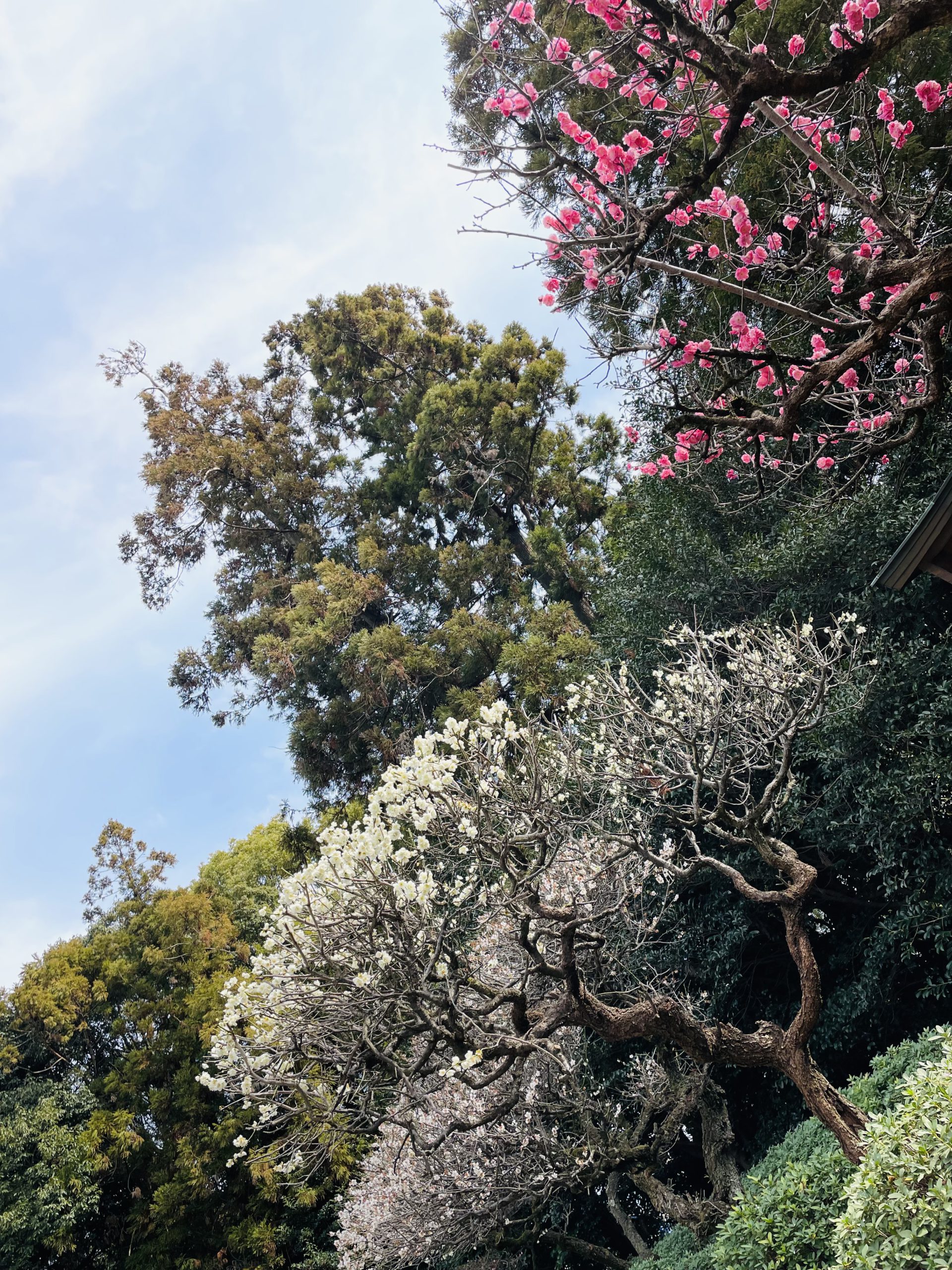 3月です🌸