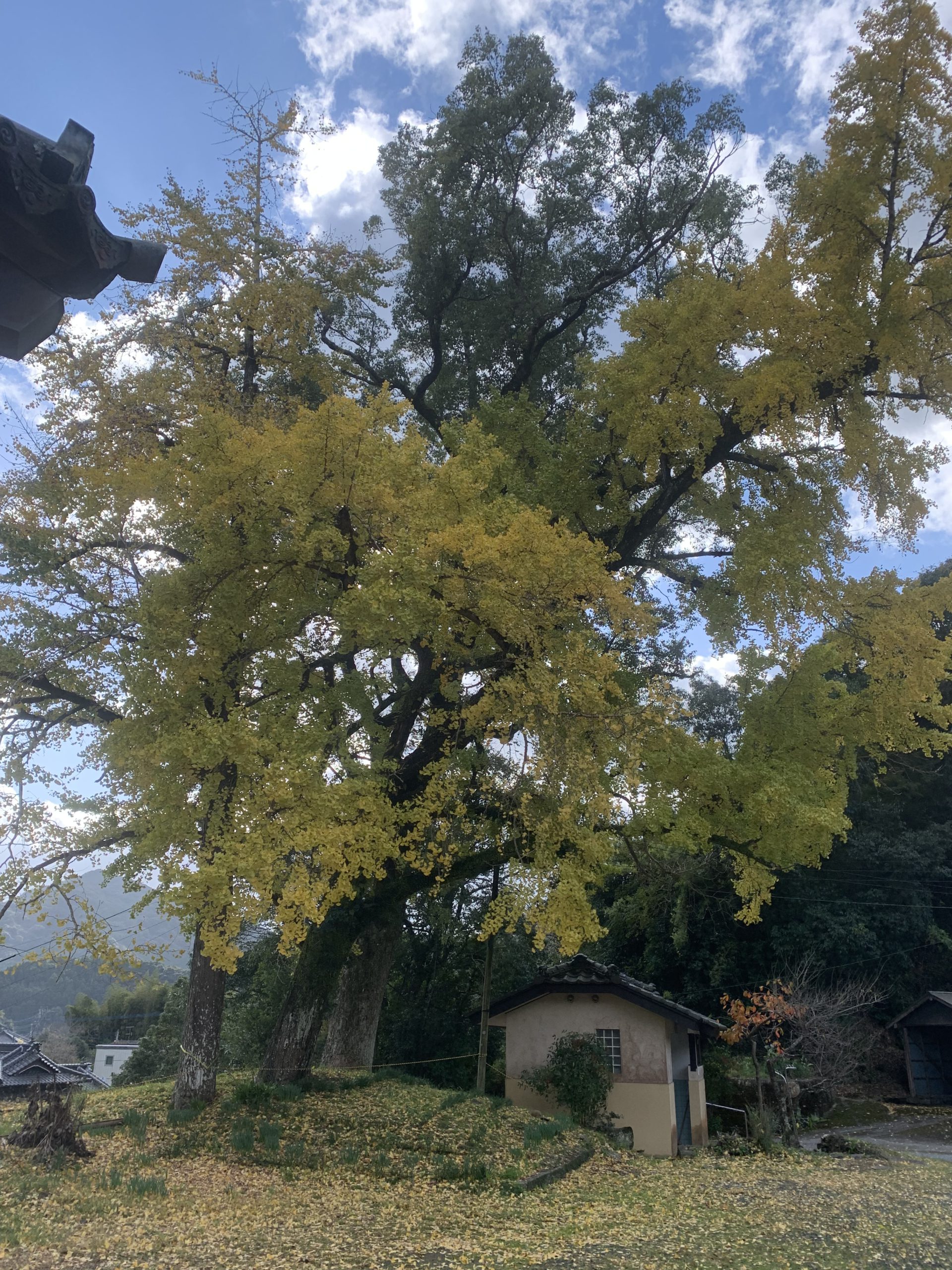 やっと紅葉