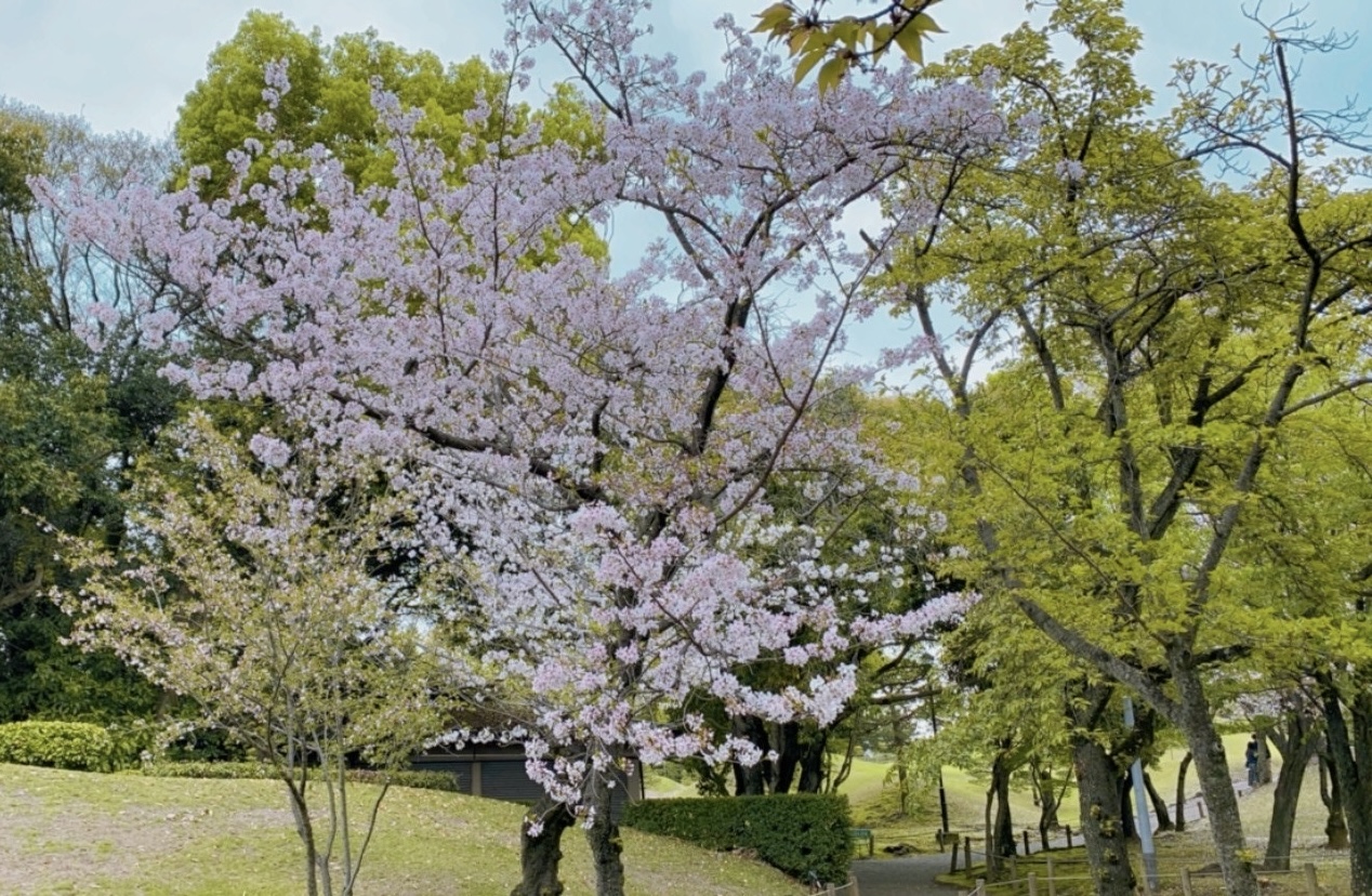 水前寺公園でお散歩🌸🍃🏃