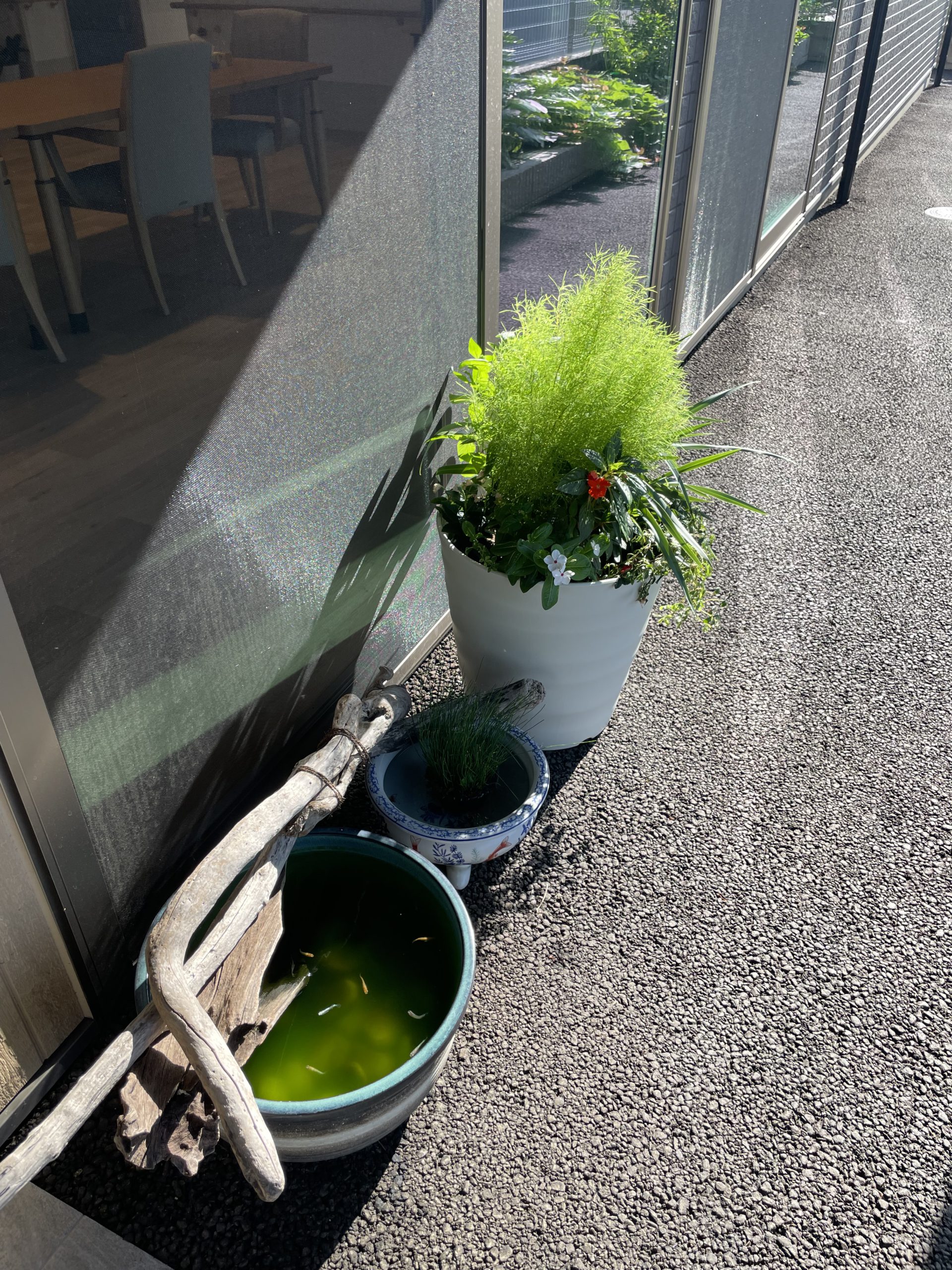 沼山津の安納芋🥔
