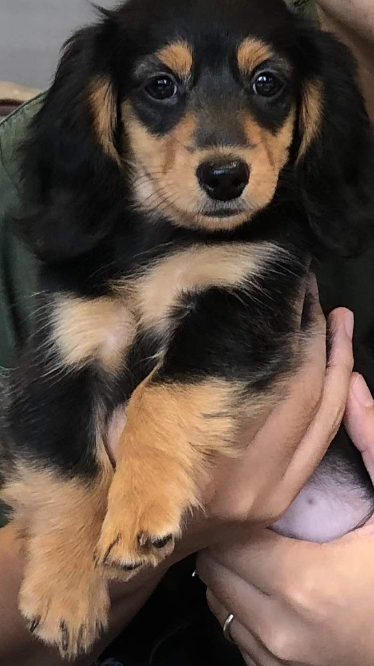 🐶我が家のワンコ🐶