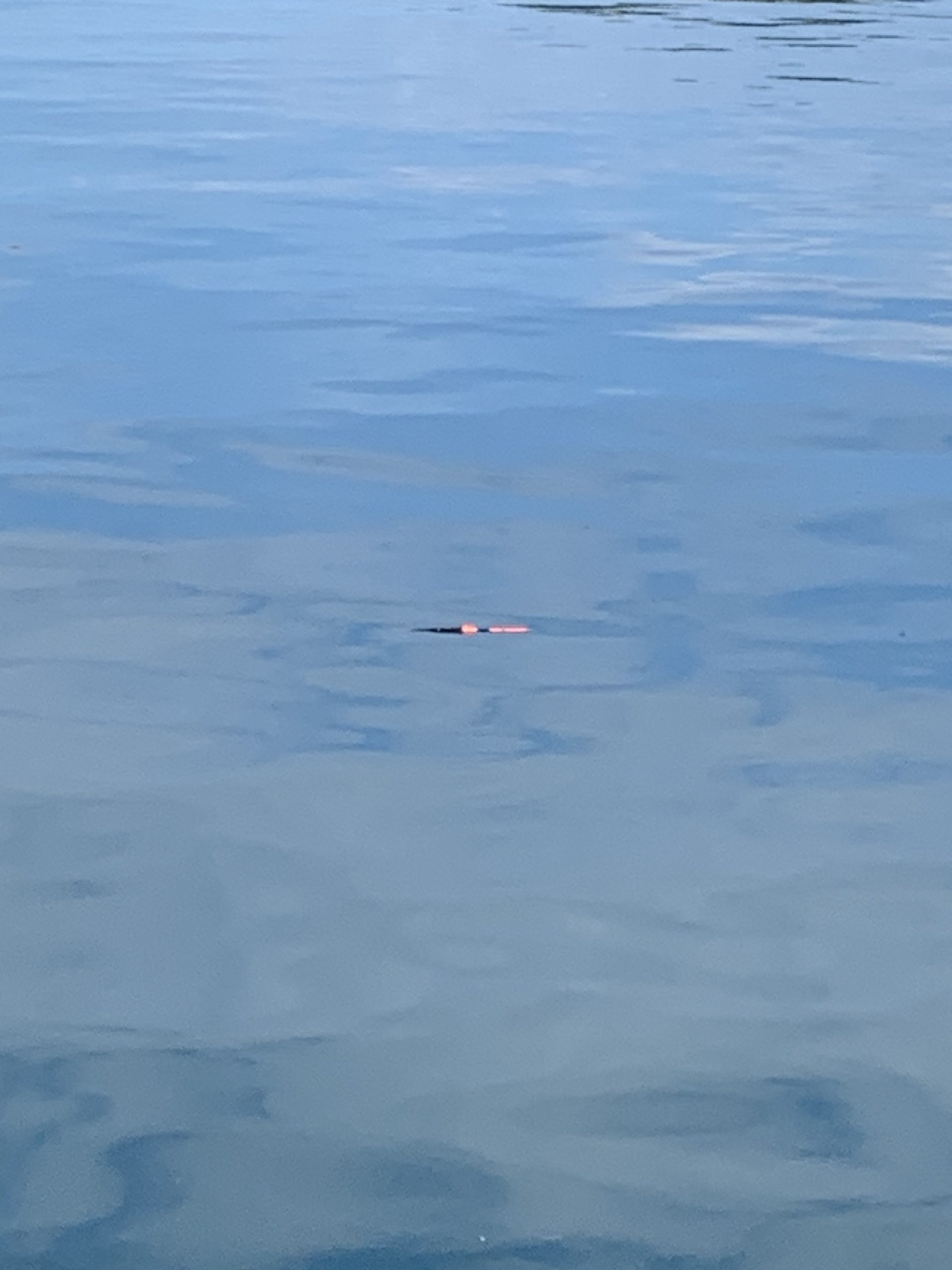 紀州釣り🐟