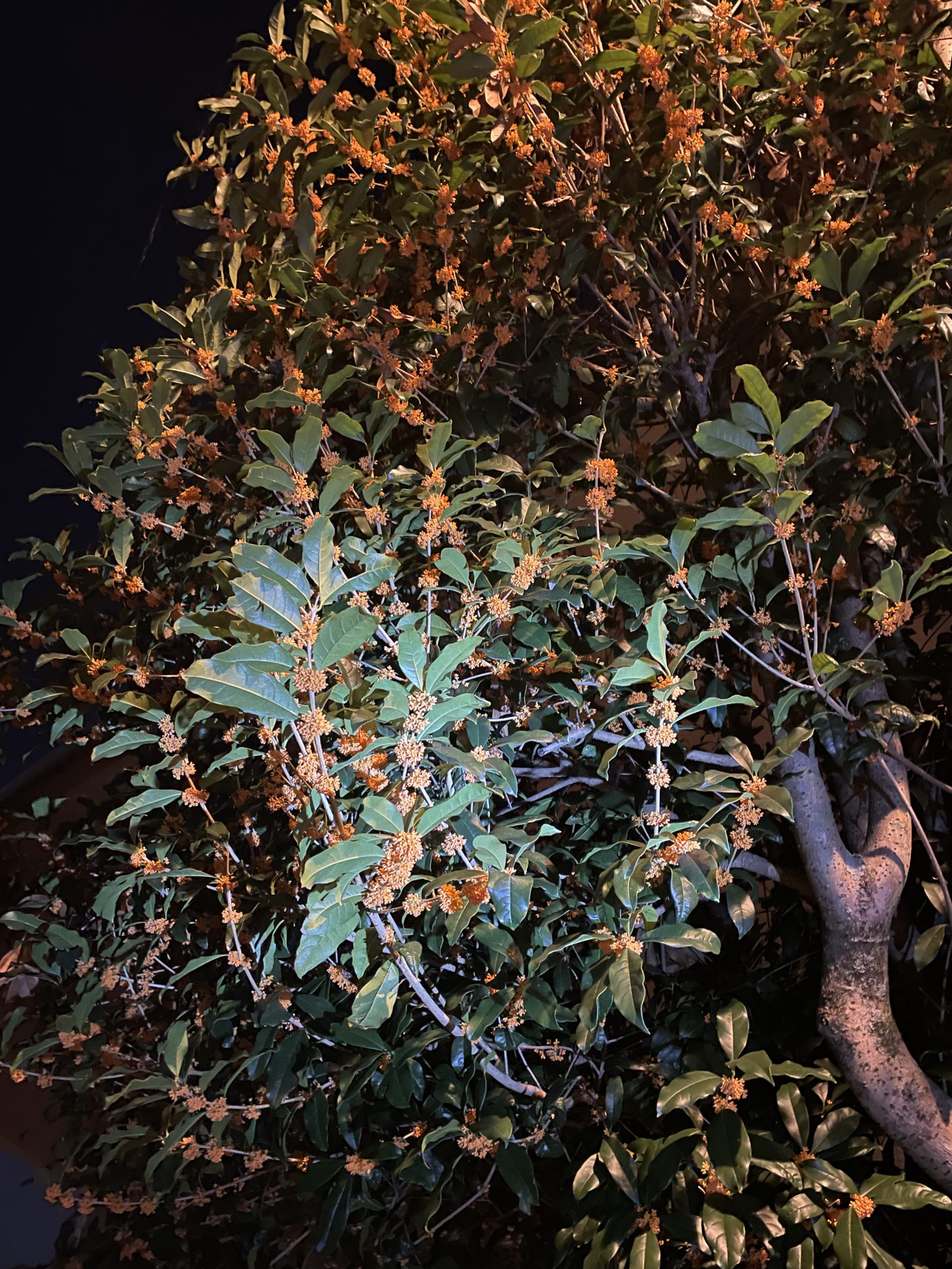 夜の散歩は足元にご注意を。