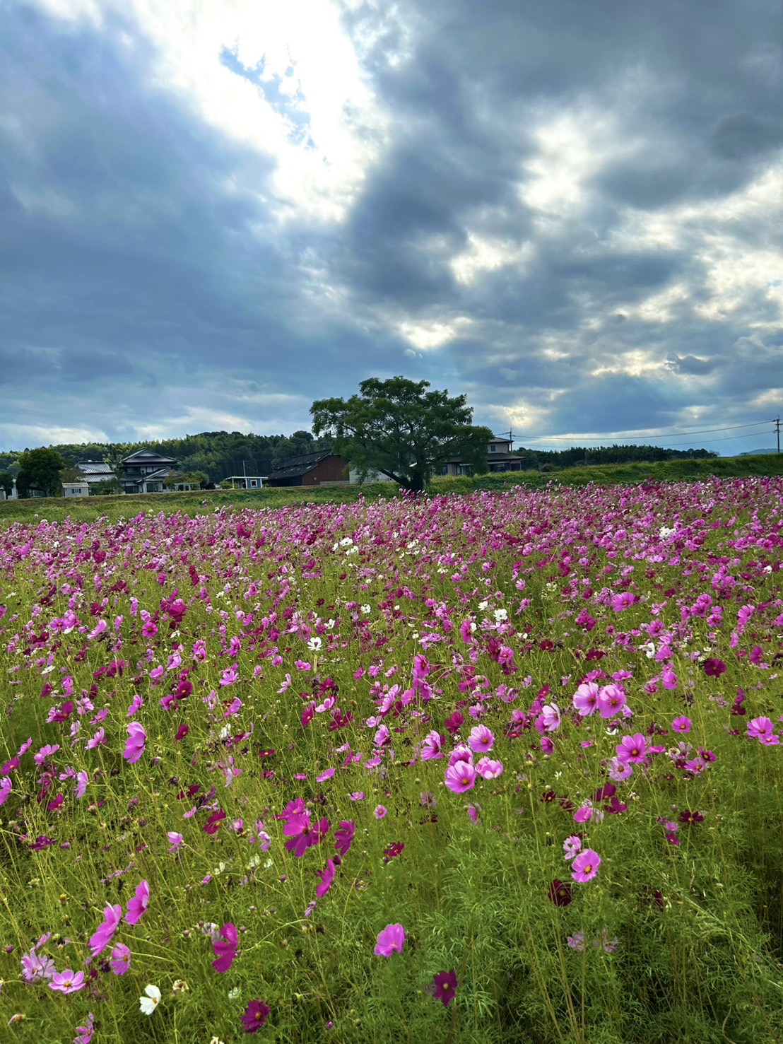 コスモス畑