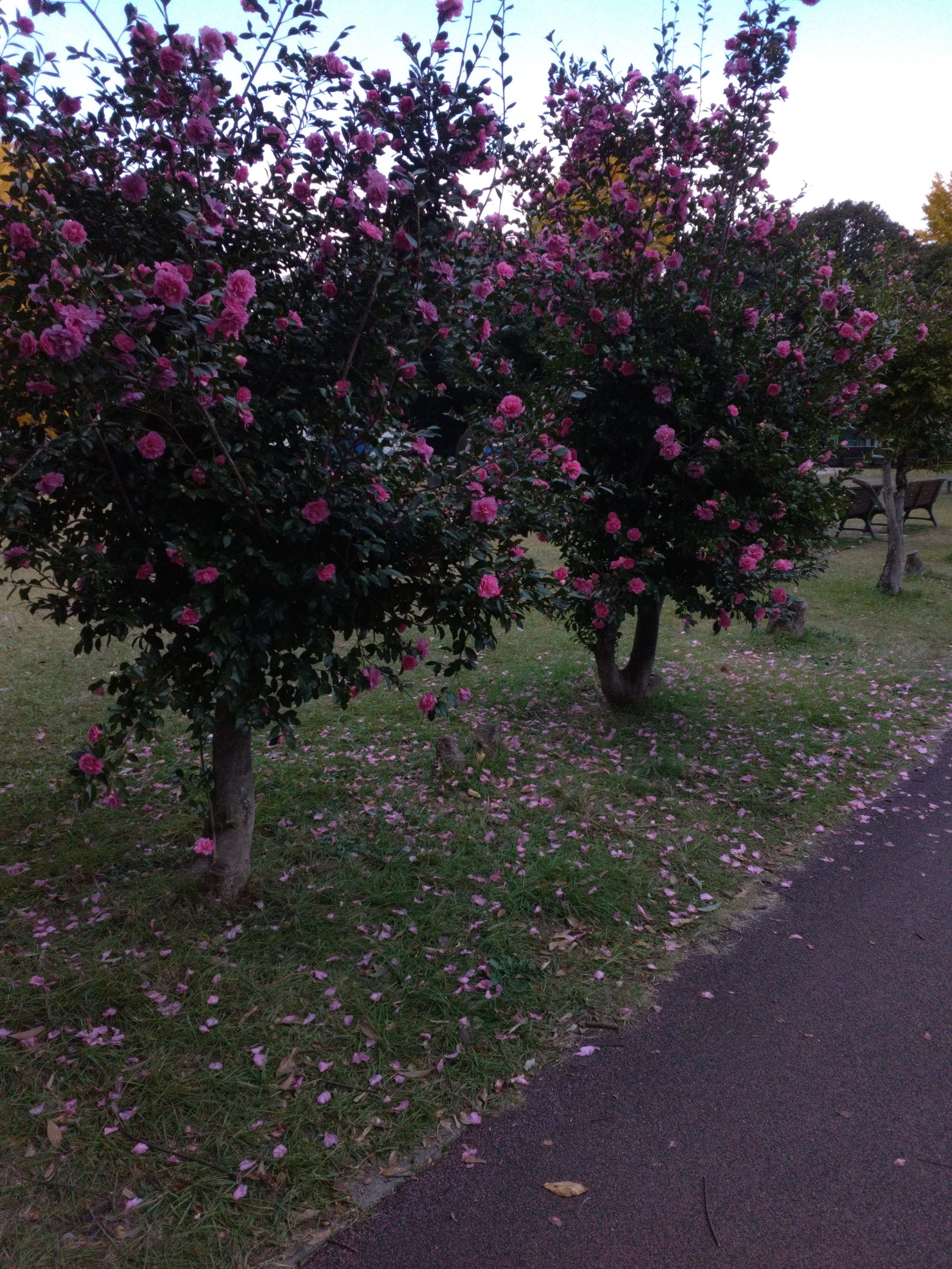 師走となりました