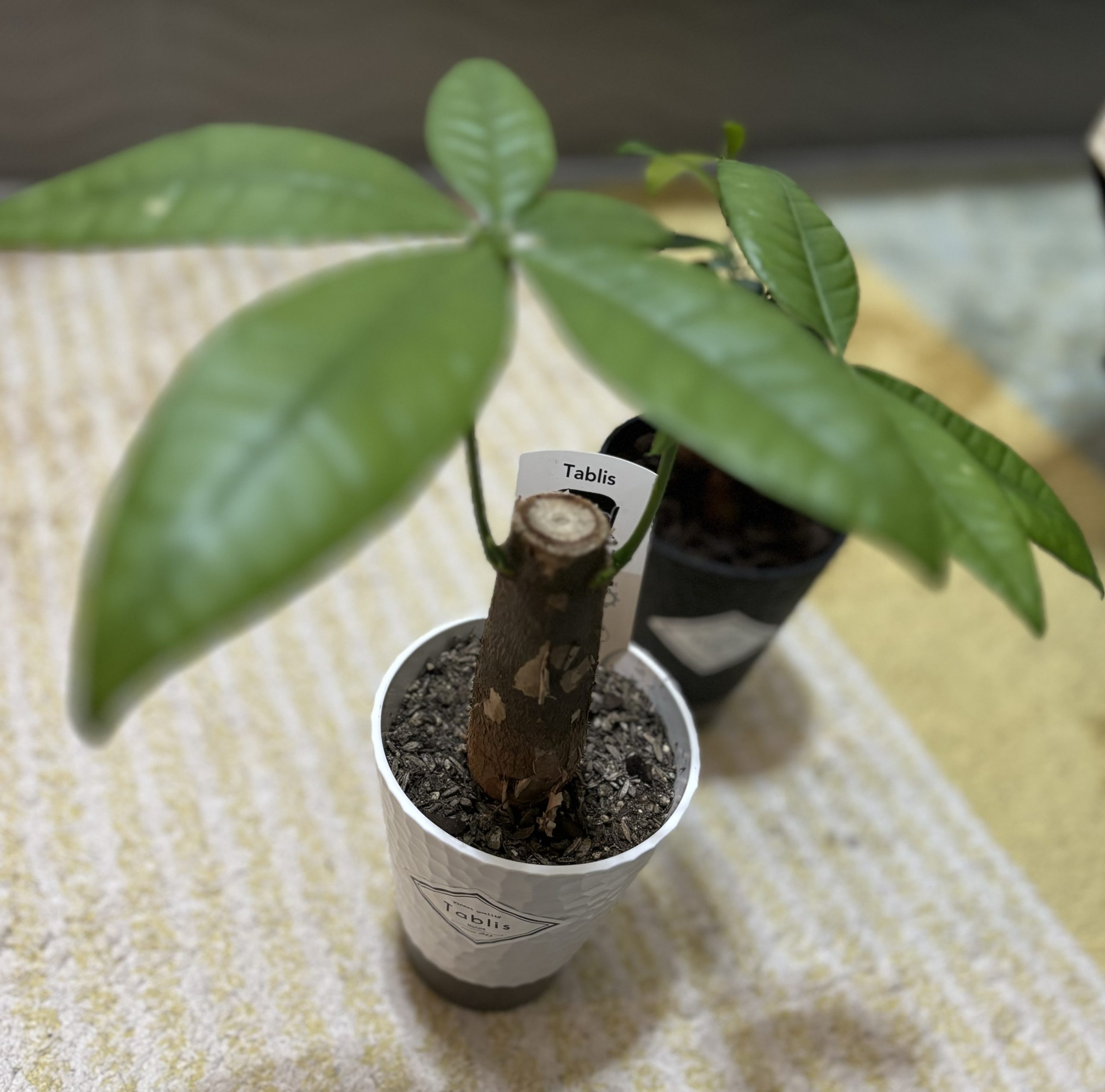 新しい家族が増えました