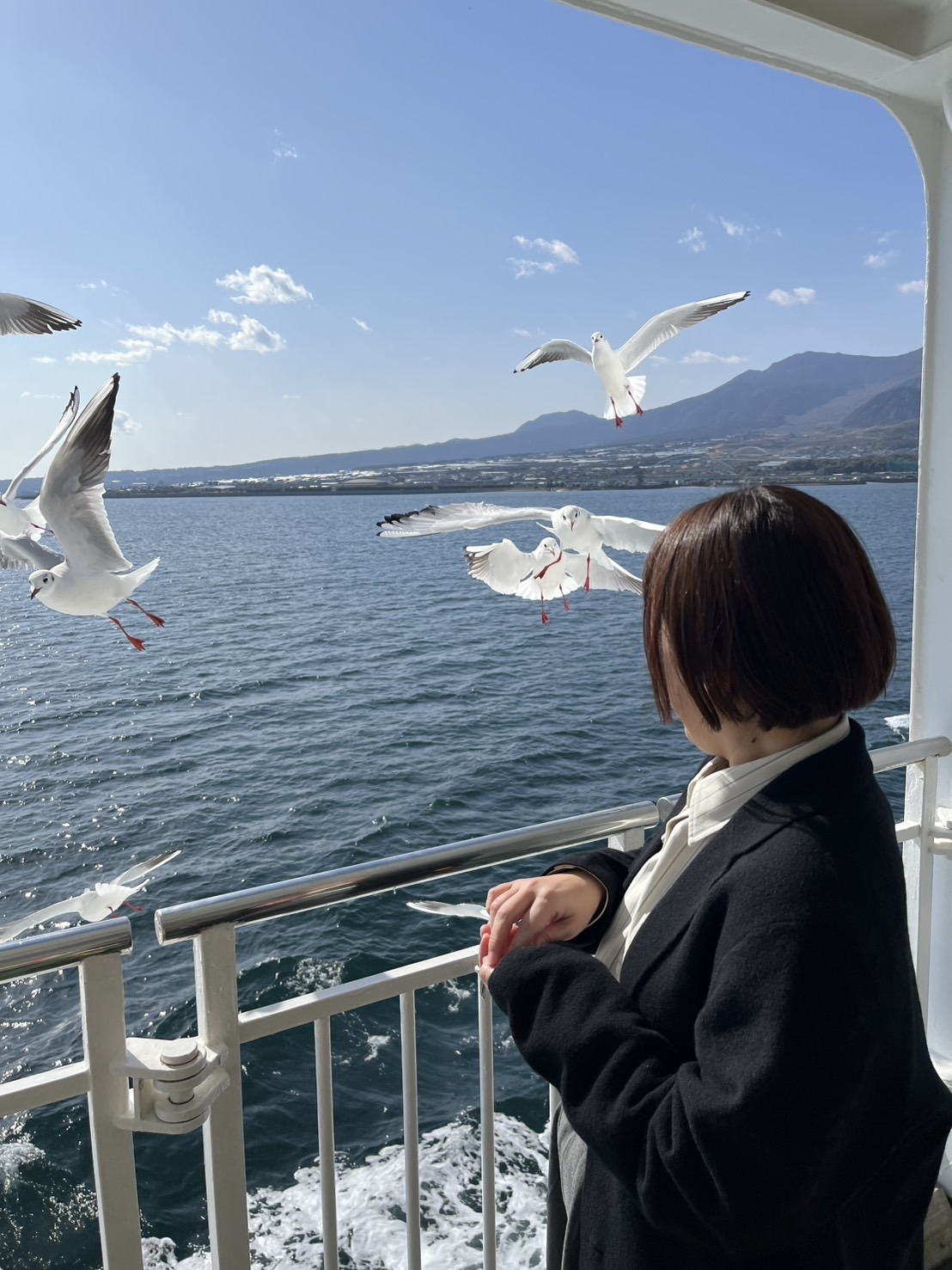 カモメさーん🕊️