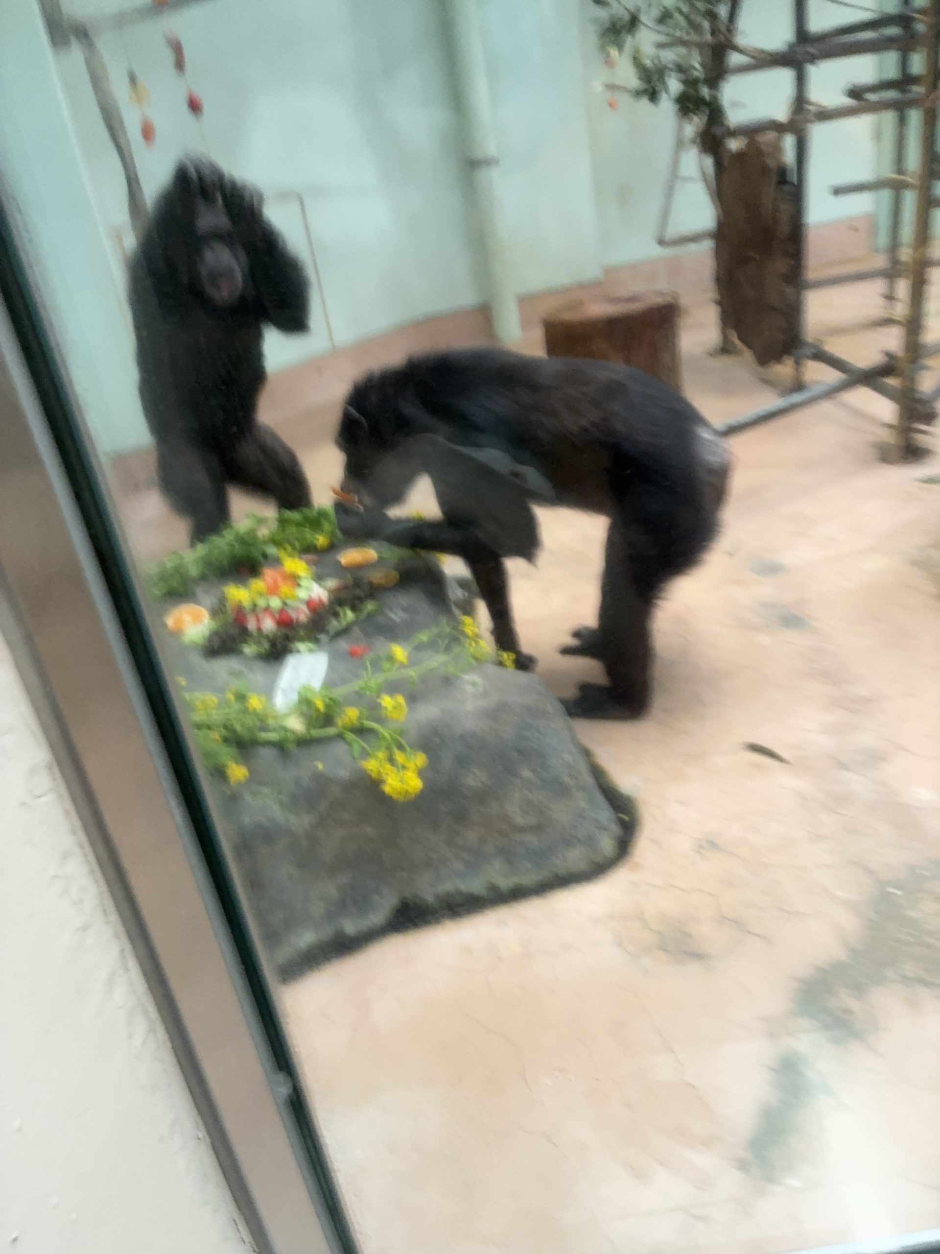 動物園🐒