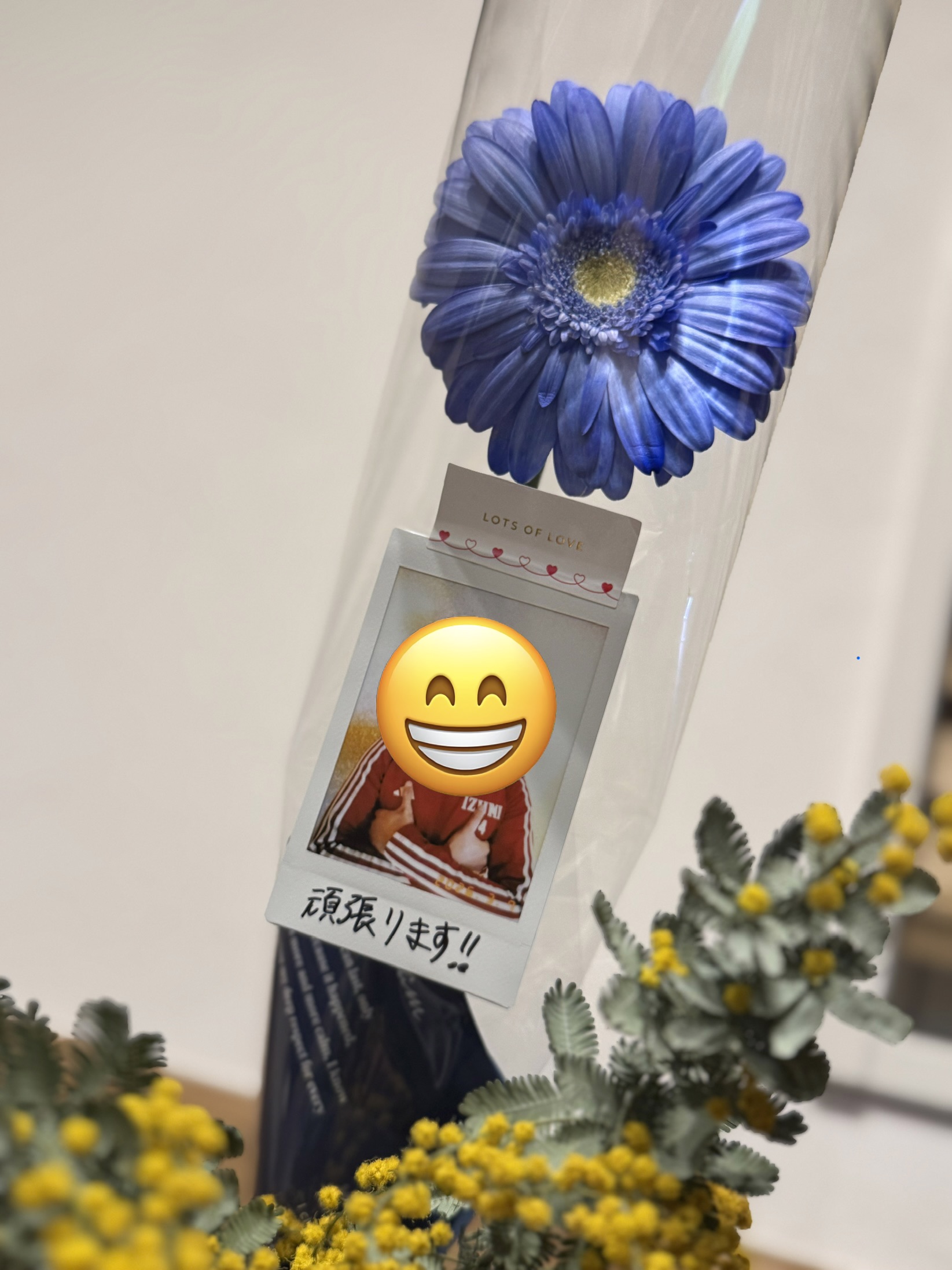 ミモザの花言葉‥🌼