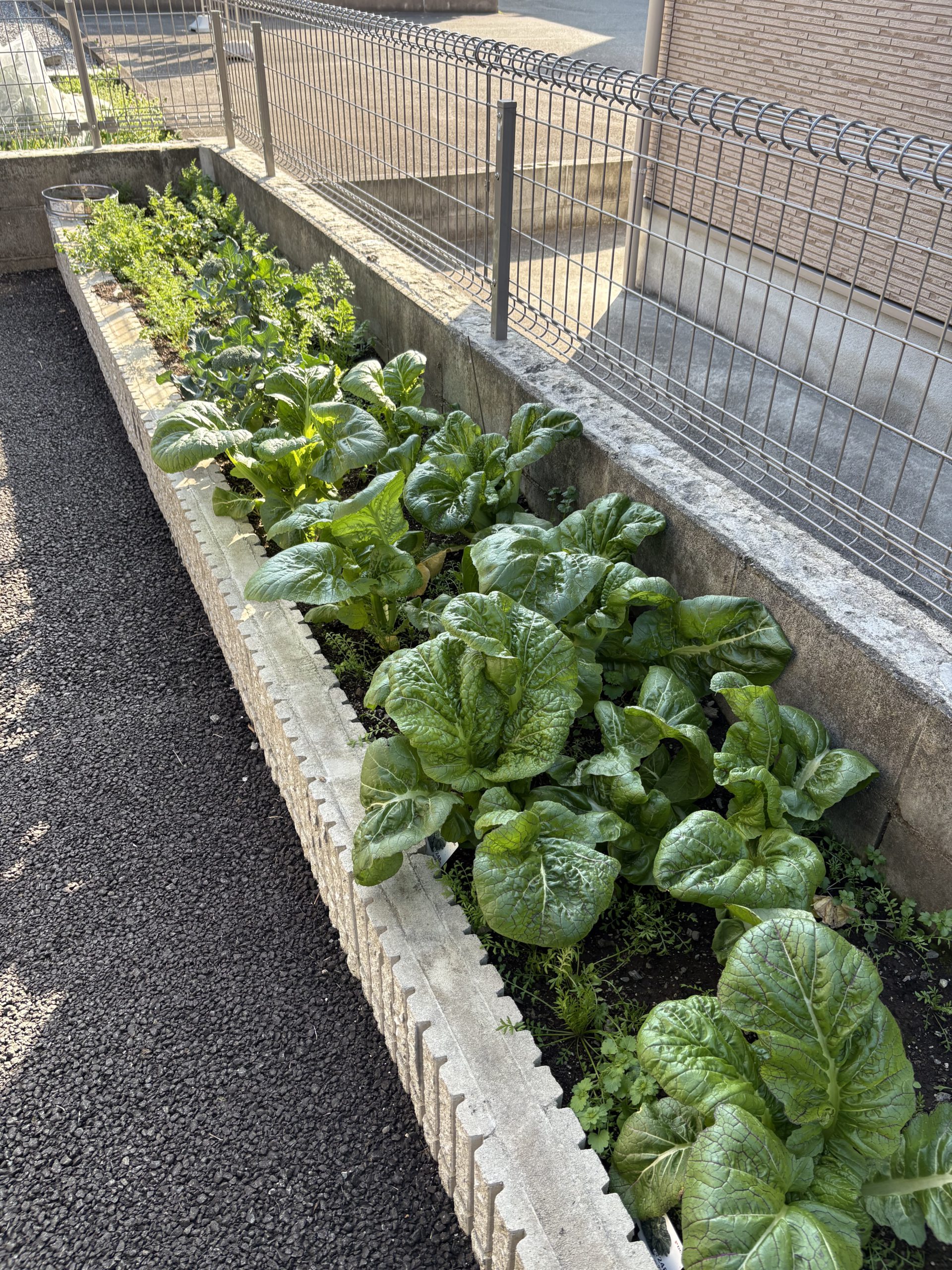 春ですね～(^▽^)/