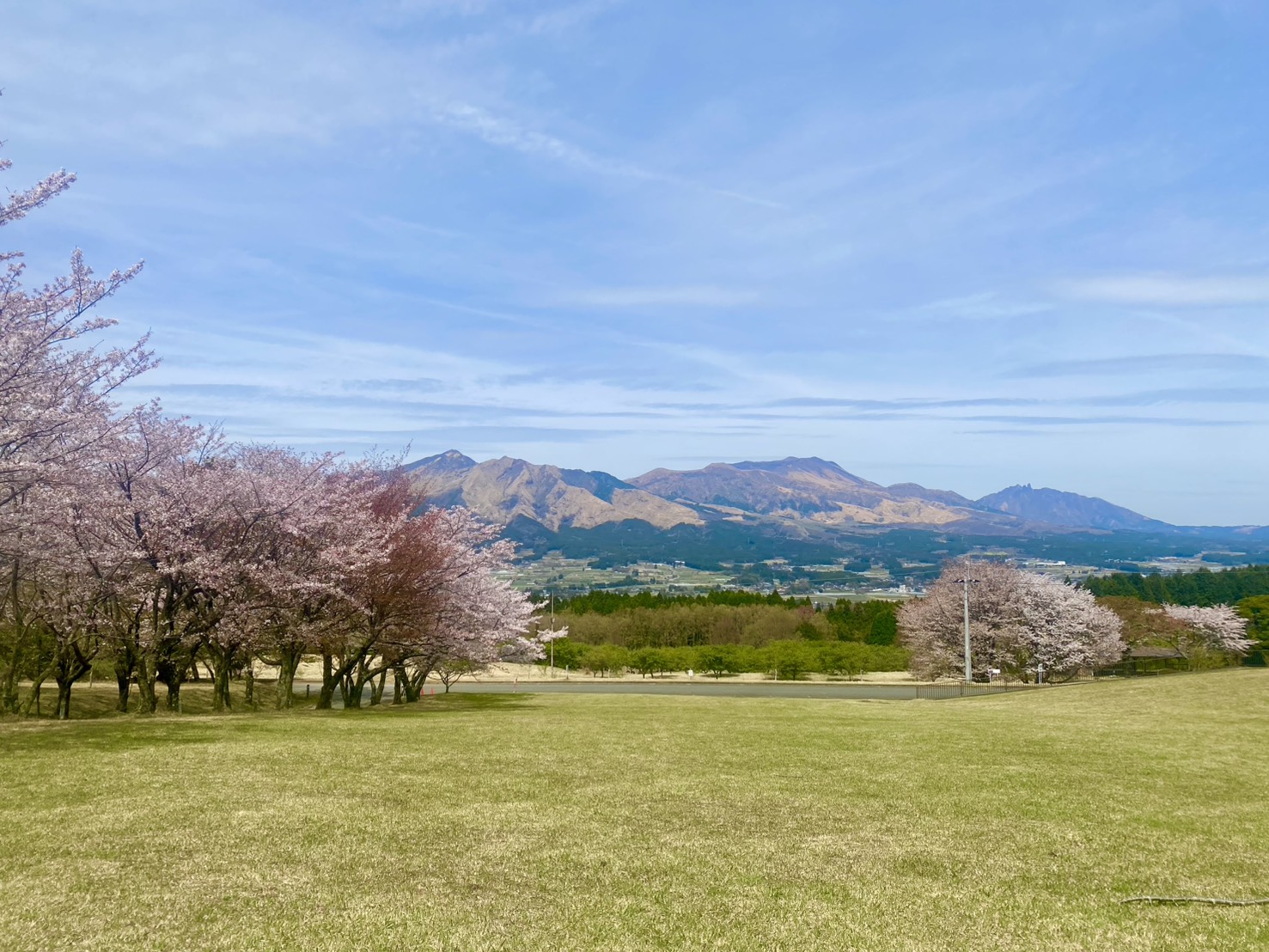 お花見から鯉のぼりへ🌸🐟️