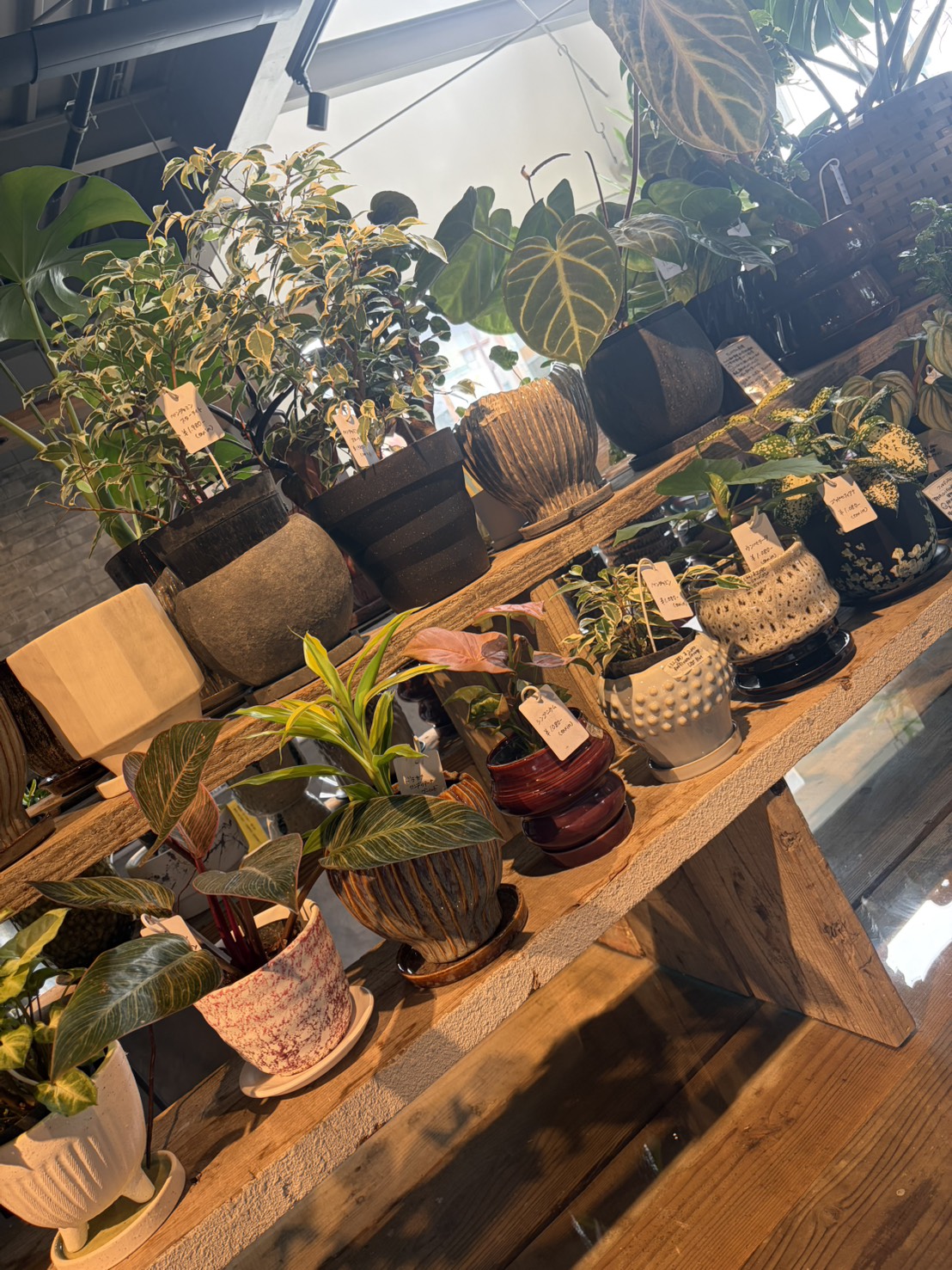 暑くなってまいりました(꧞ˆᢦˆ)