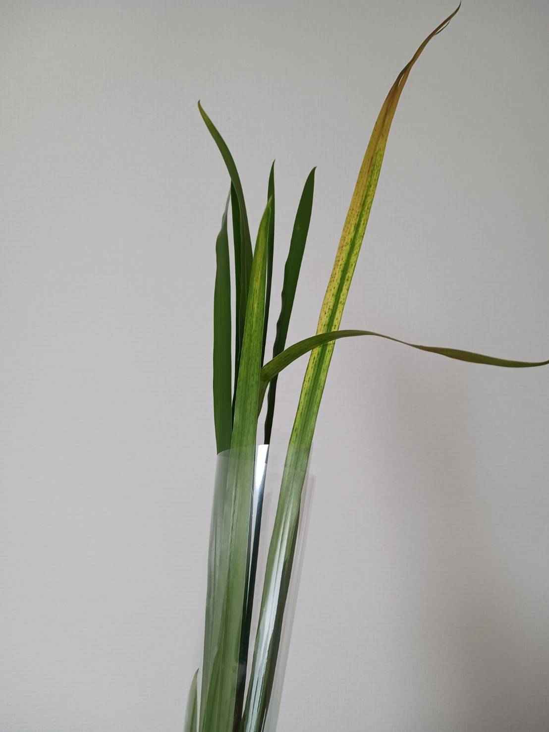 菖蒲湯